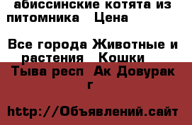 абиссинские котята из питомника › Цена ­ 15 000 - Все города Животные и растения » Кошки   . Тыва респ.,Ак-Довурак г.